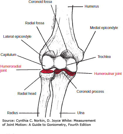 BJJ Mechanics 2 elbowww joint